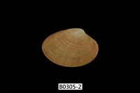 藏品(中華長文蛤(中國仙女蛤))的圖片